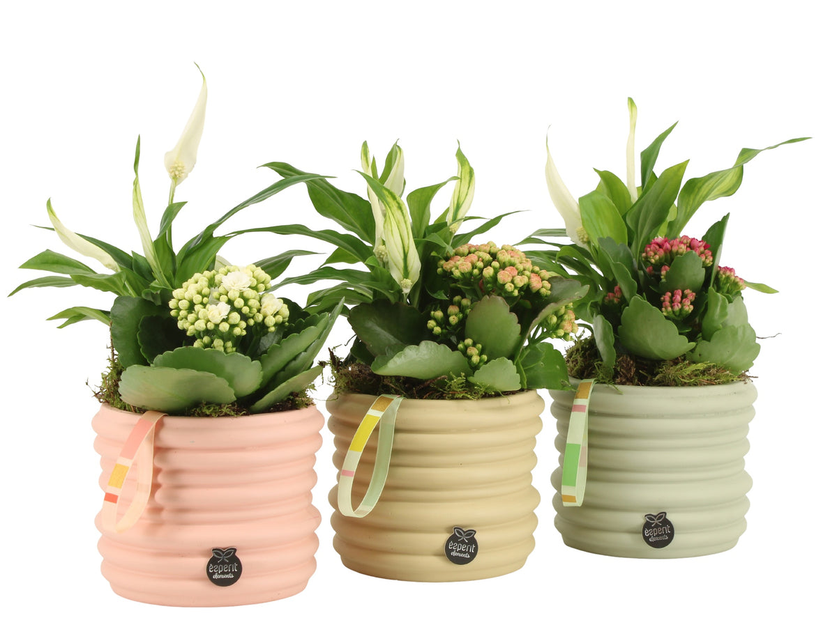 Indoor arrangement 28cm 13cm Pot