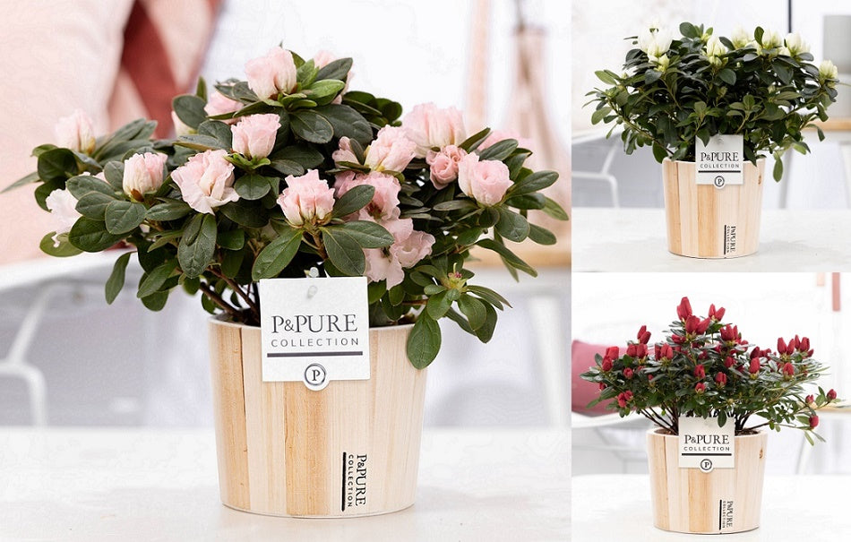 Rhododendron Vogel 3 colors 25cm 12cm Pot