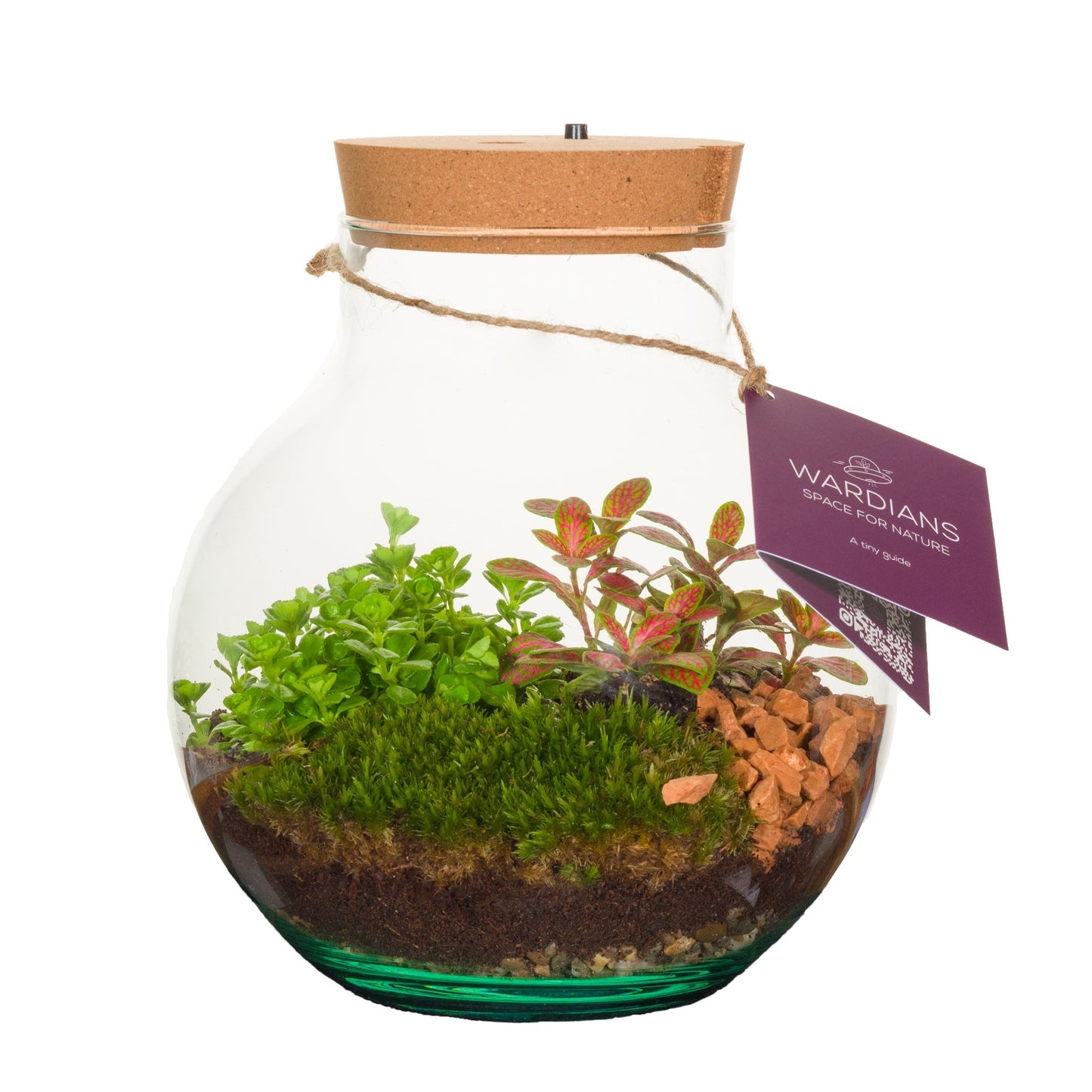 arr. terrarium + led 23cm 20cm Pot