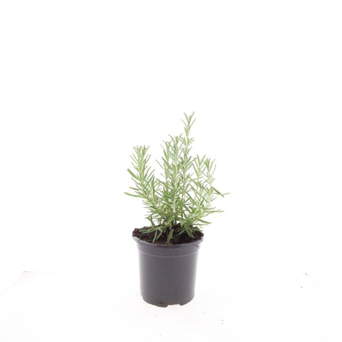 Rosmarinus officinalis (Rosemary) 10cm 14cm Pot