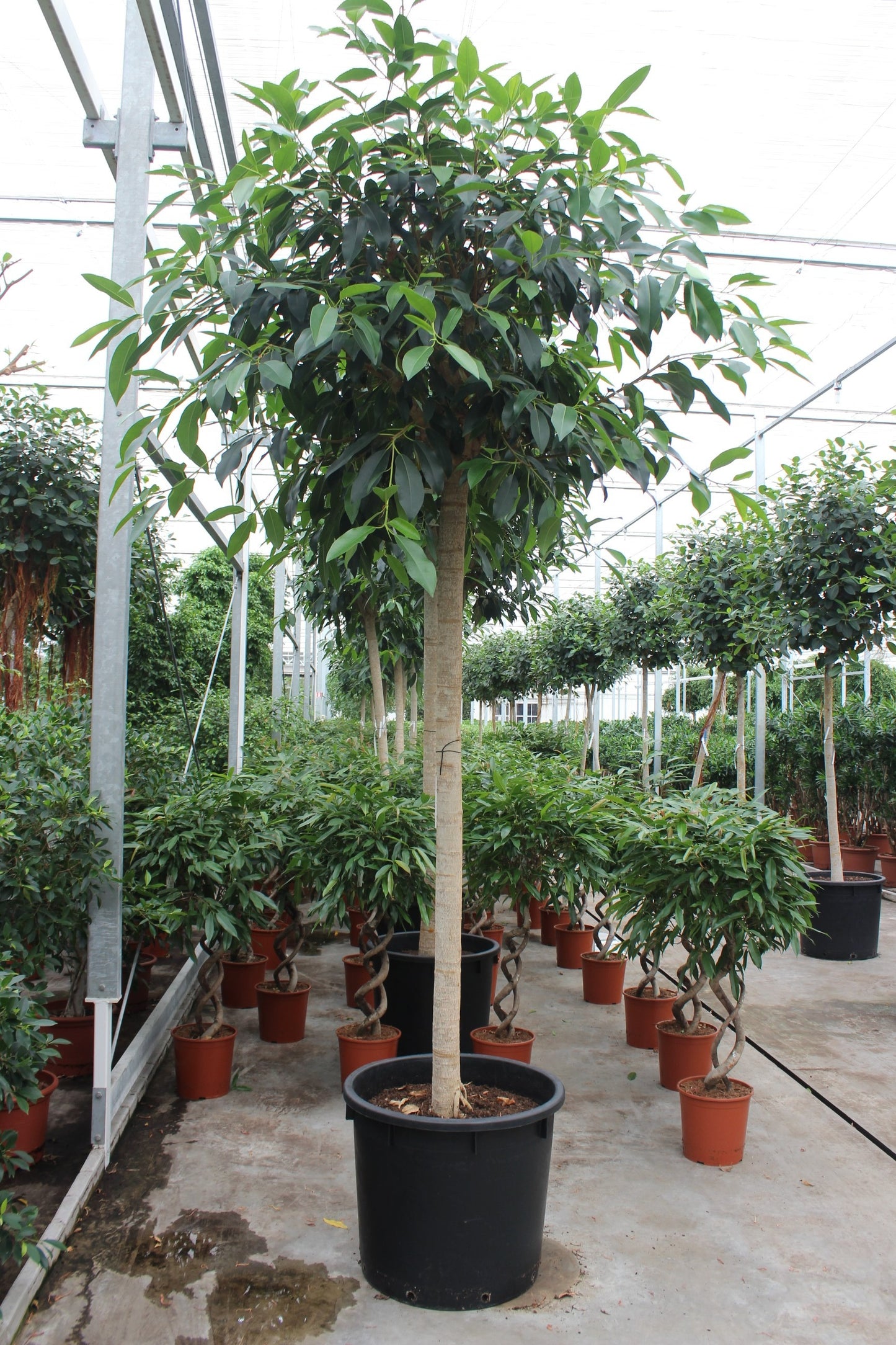 Ficus rub. Australis 400cm 70cm Pot