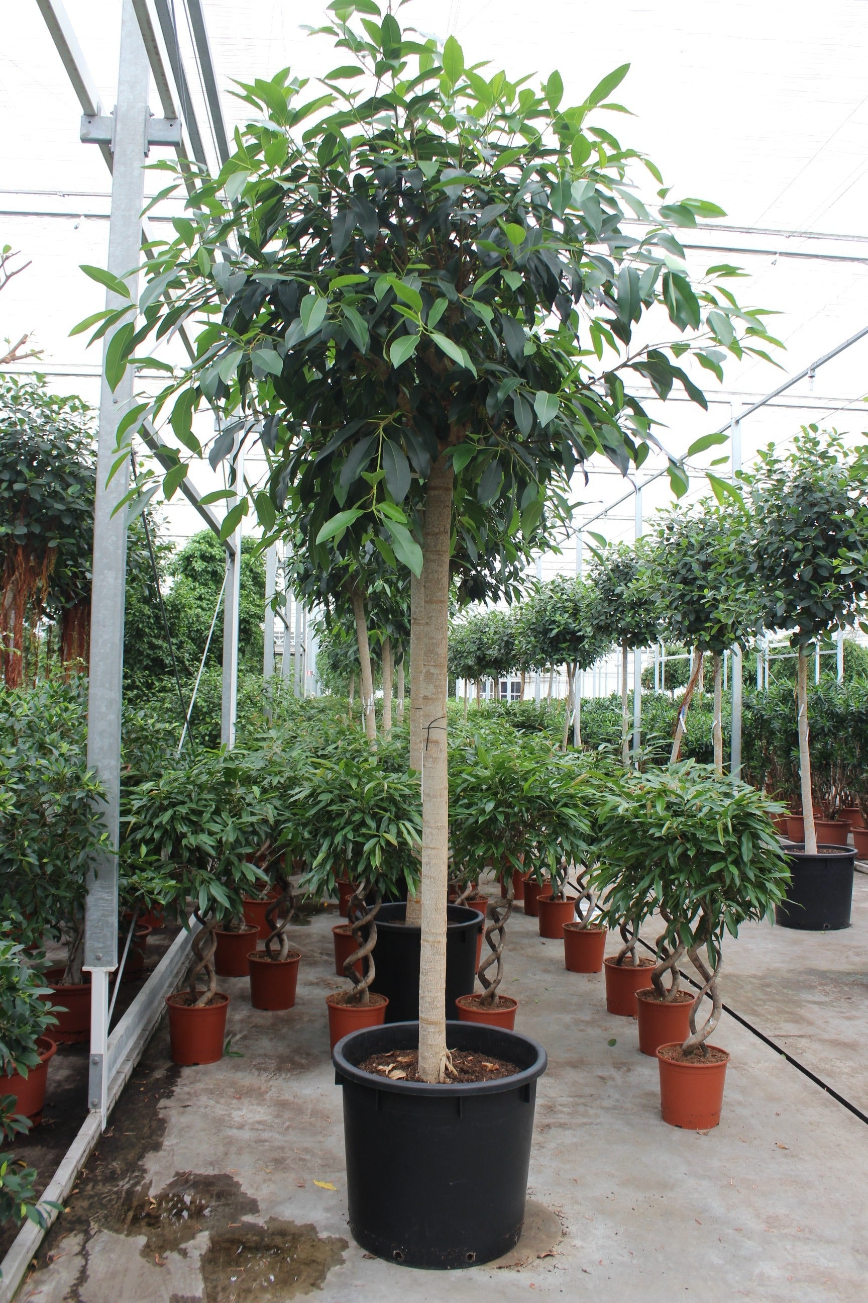 Ficus rub. Australis 400cm 70cm Pot