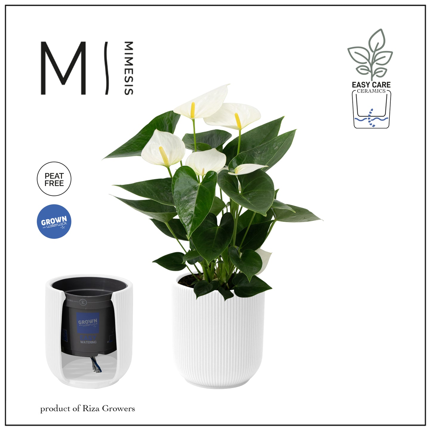 Anthurium Karma White 40cm 12cm Pot