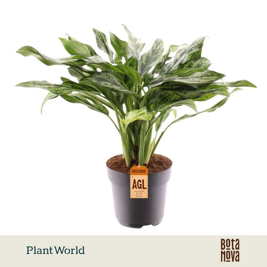 Aglaonema Juliette 55cm 17cm Pot