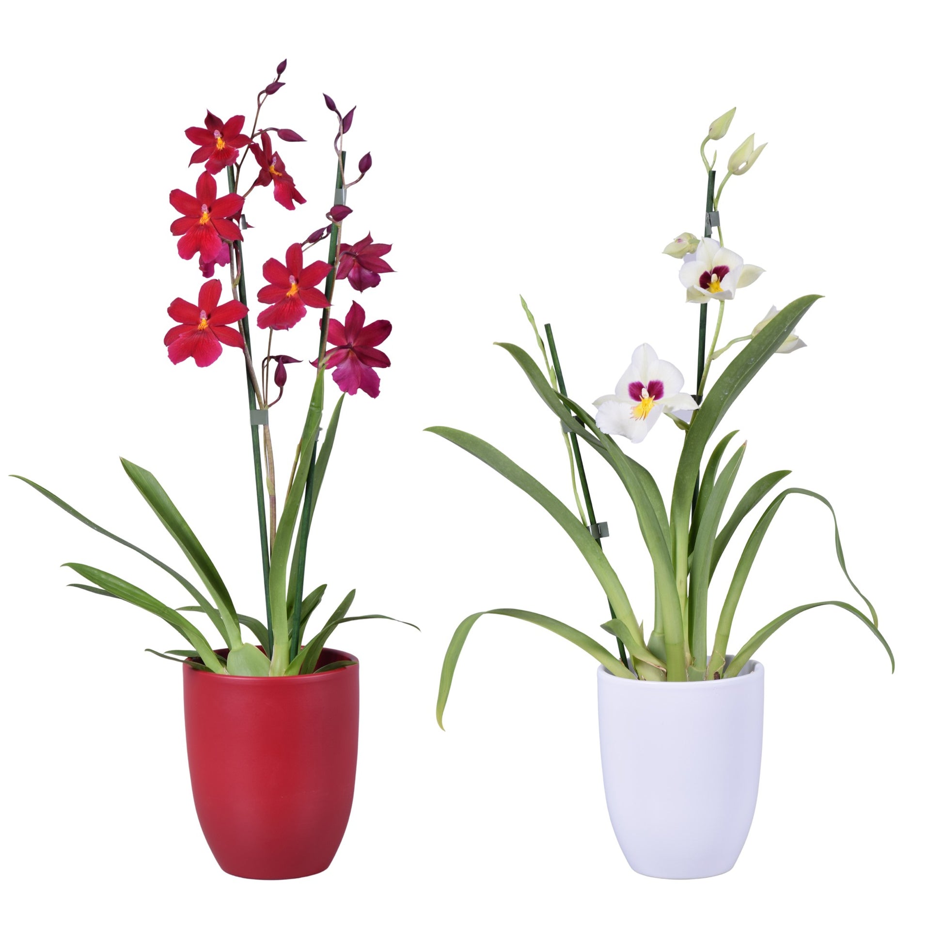 Orchids mix (+ drp. Anna) 55cm 14cm Pot