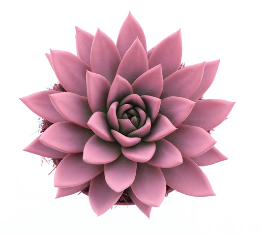 Rainbow rose 15cm 12cm Pot