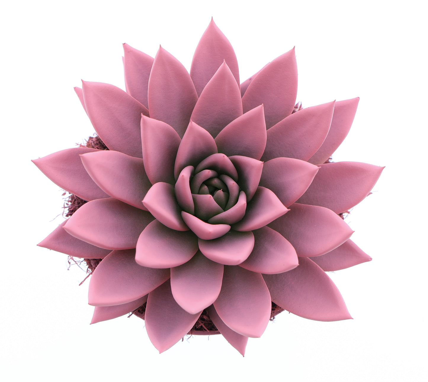 Euro Cactus Holland Bv Rainbow rose Pack of 6