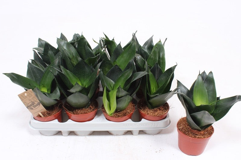 Sansevieria Jade 18cm 9cm Pot