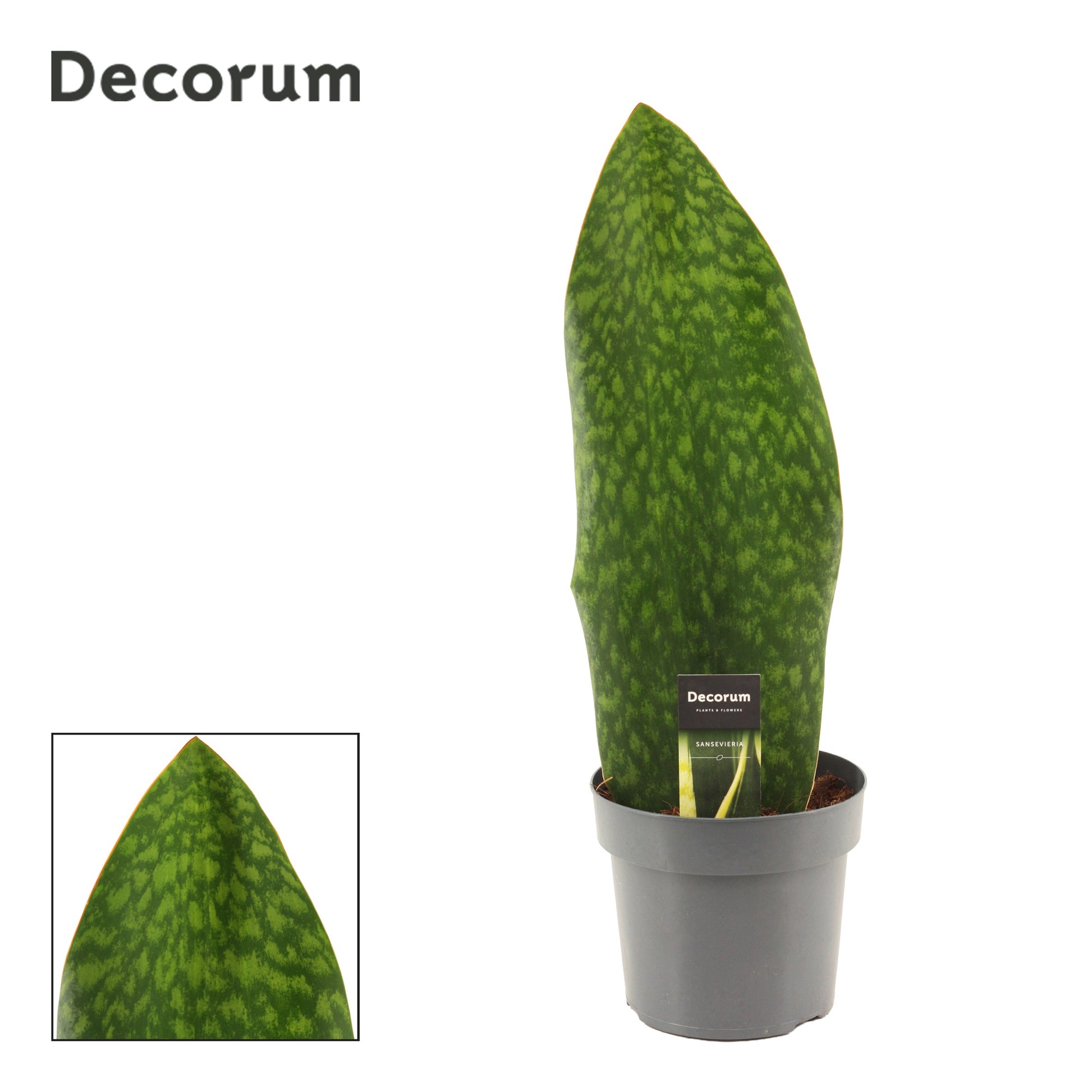 Sansevieria 55cm 17cm Pot