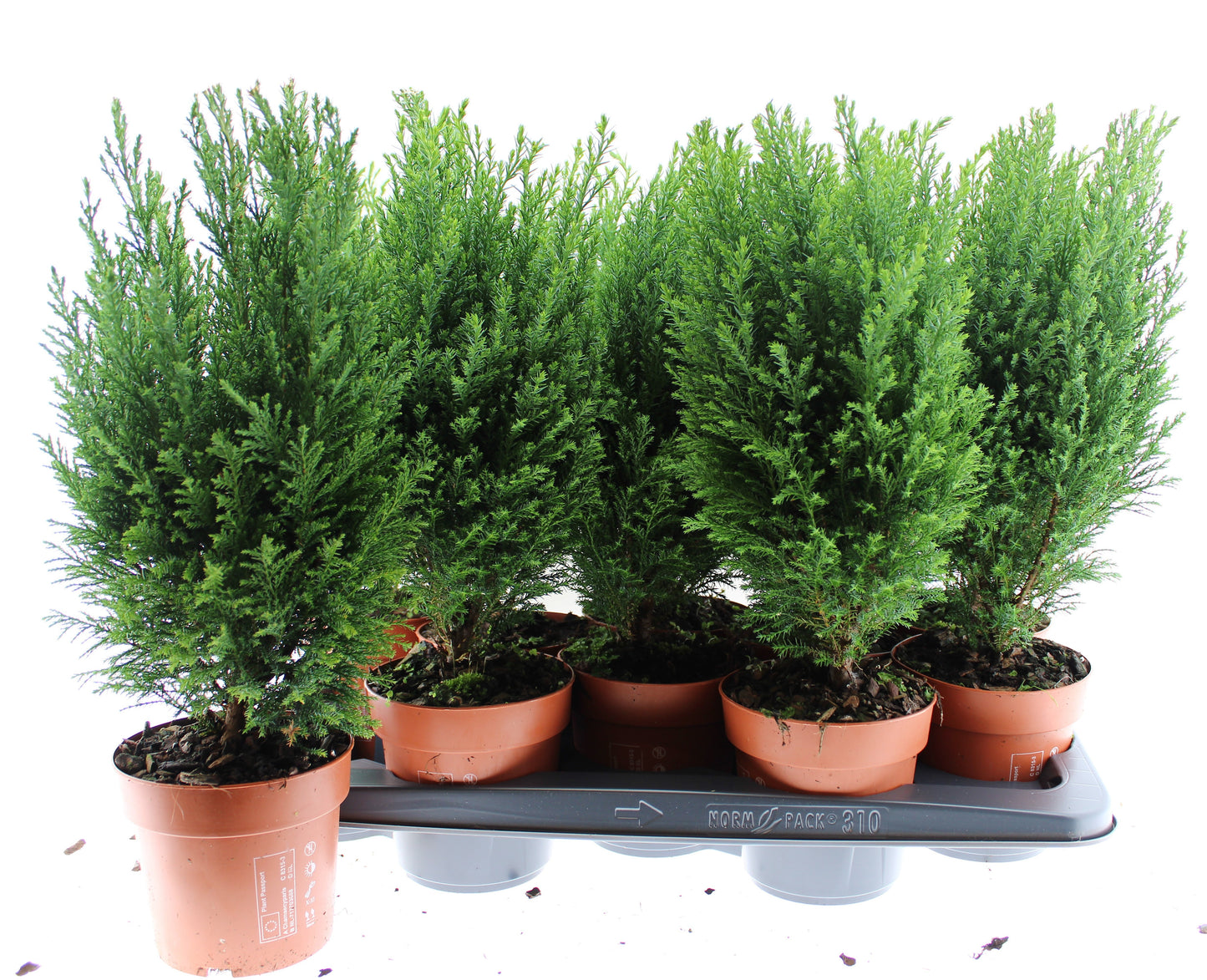 Chamaecyparis Ellwoodii 45cm 13cm Pot