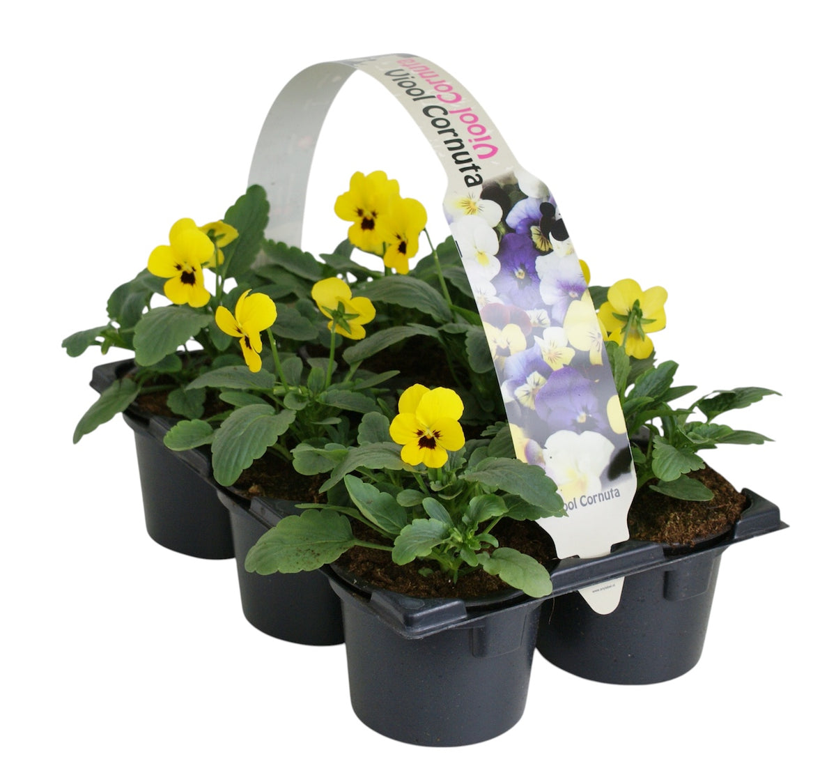 Viola corn. Callisto Yellow with Blotch 12cm 9cm Pot