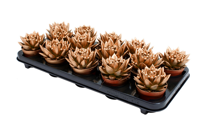 Echeveria Miranda 11cm 8.5cm Pot