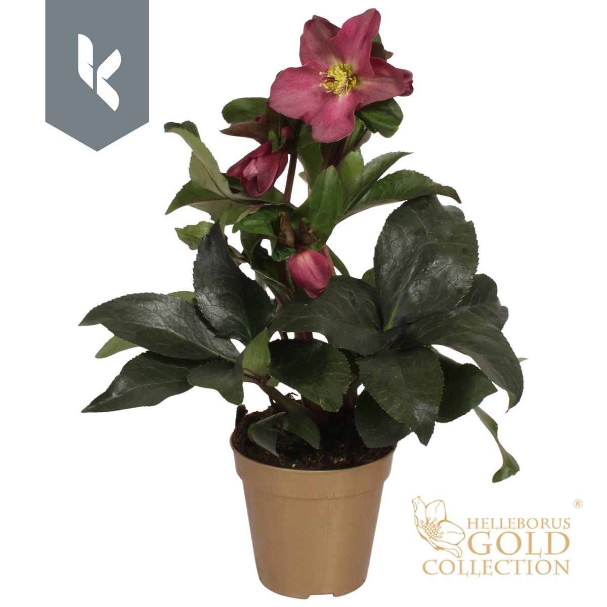 Helleborus Ice N' Roses Early Red 40cm 13cm Pot