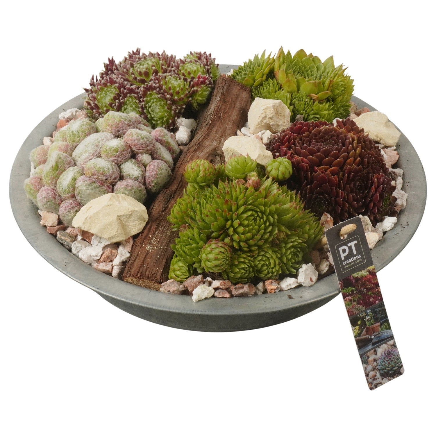 arr. Sempervivum 16cm 33cm Pot