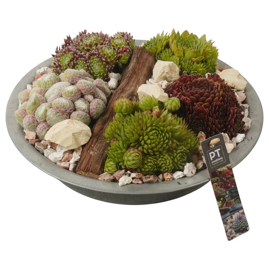 arr. Sempervivum 16cm 33cm Pot