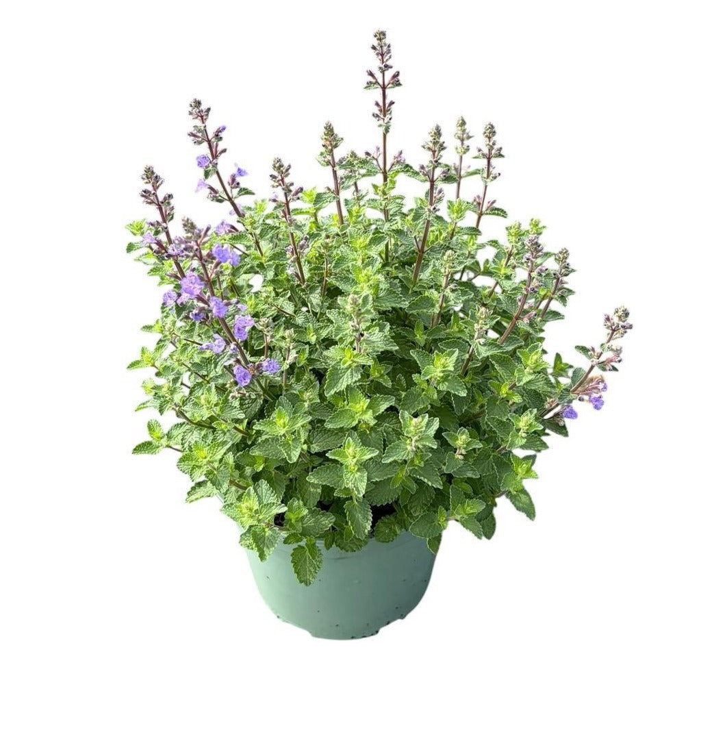 Woudenberg, VOF Gebr. van Nepeta faassenii Purrsian Blue Pack of 1