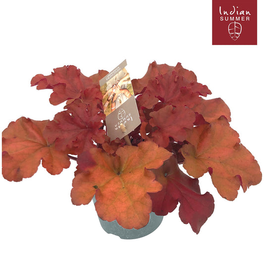 Heuchera Indian Summer red 25cm 12cm Pot