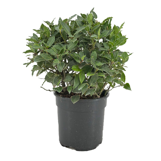 Laurus nobilis 40cm 20cm Pot