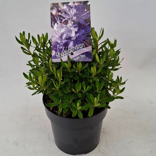 Rhododendron Night Sky 20cm 17cm Pot