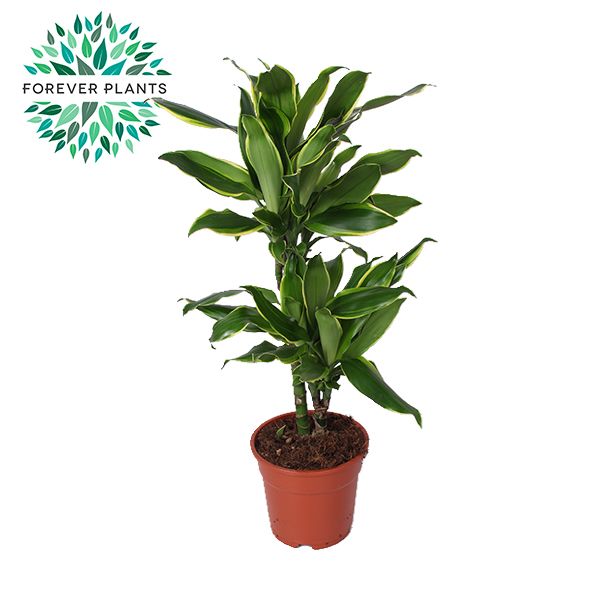 Dracaena fragrans Golden Coast 75cm 17cm Pot