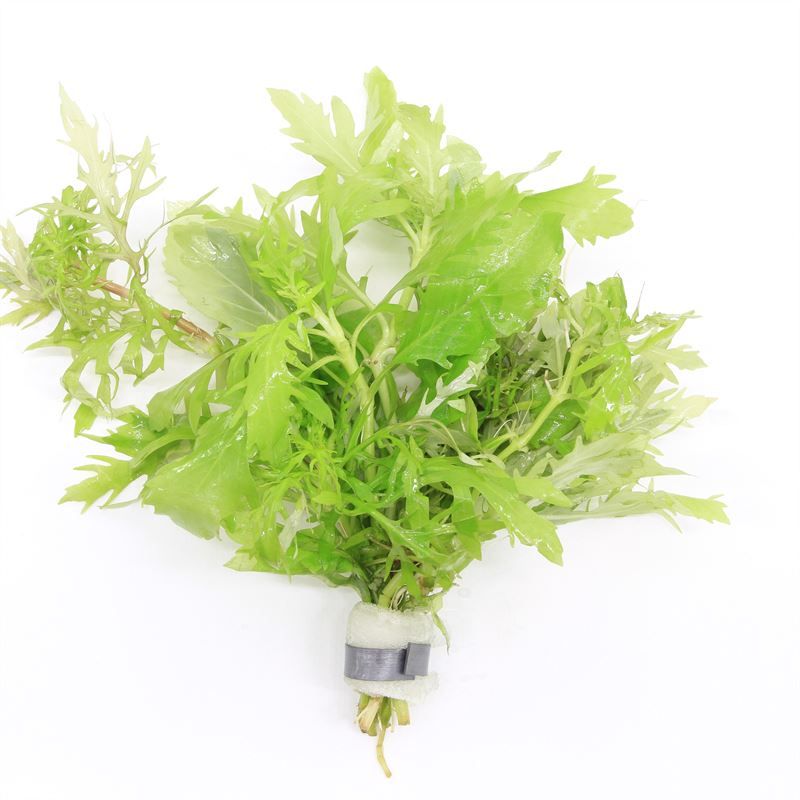 Waterplkw R. Moerings Hygrophila polysperma Pack of 10