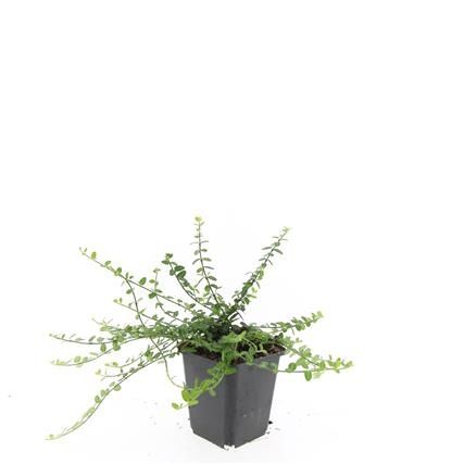 Euonymus Minimus 15cm 9cm Pot