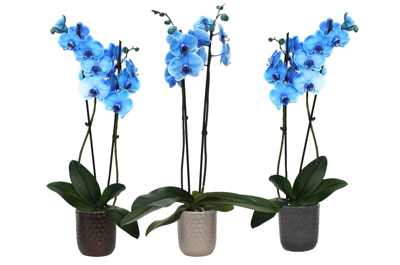 Phalaenopsis Hybrid 55cm 12cm Pot