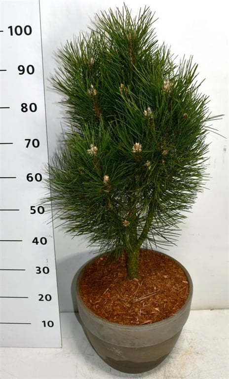 Pinus nigra Pyramidalis 100cm 35cm Pot