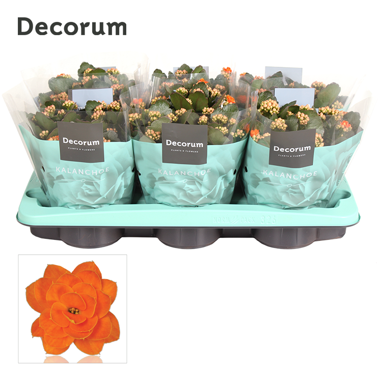 Kalanchoe orange decorum 26cm 15cm Pot
