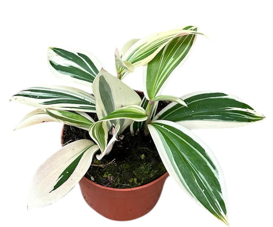 Costus arabica variegata 15cm 510cm Pot