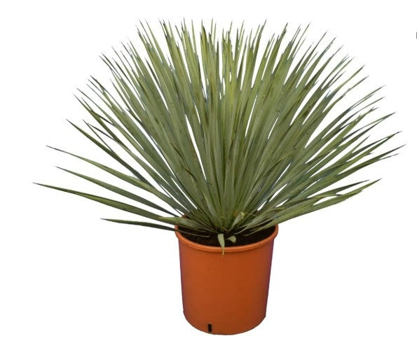 Yucca rostrata 55cm 26cm Pot