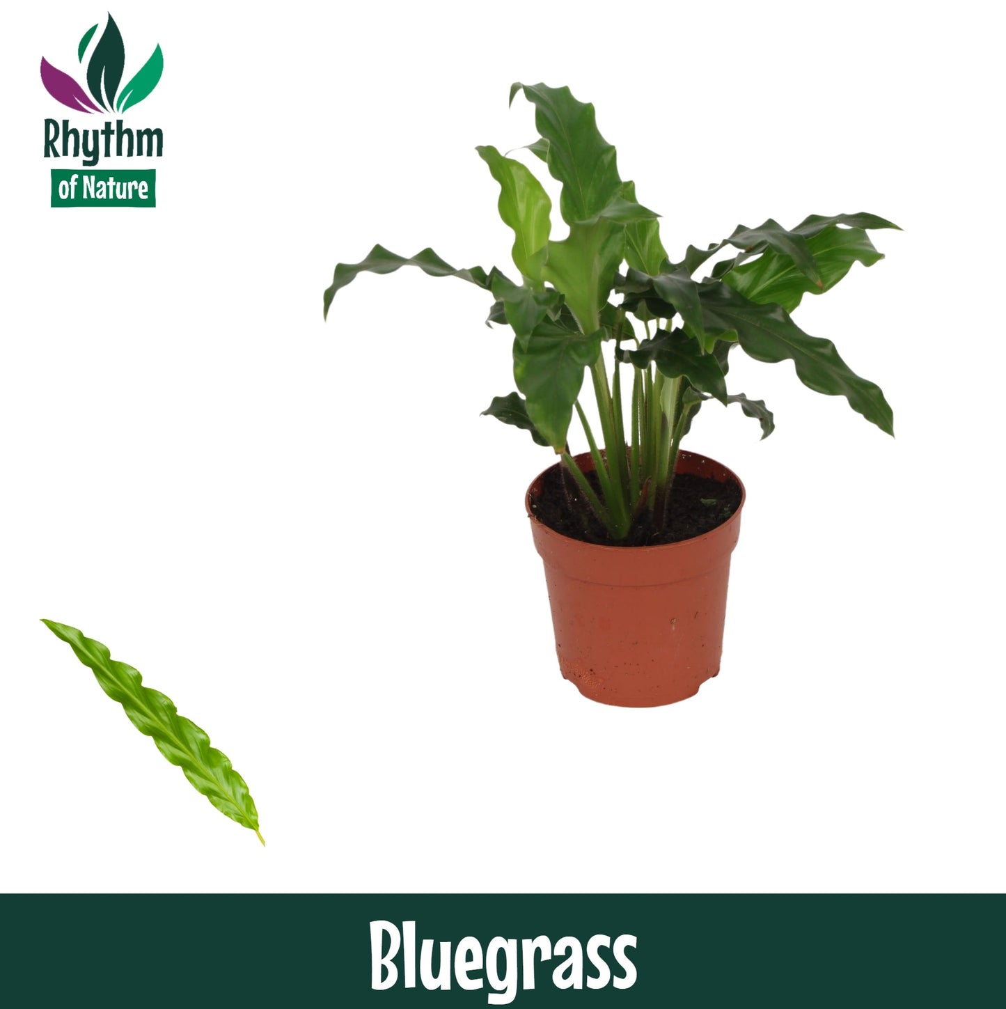 Calathea Blue Grass 15cm 7cm Pot