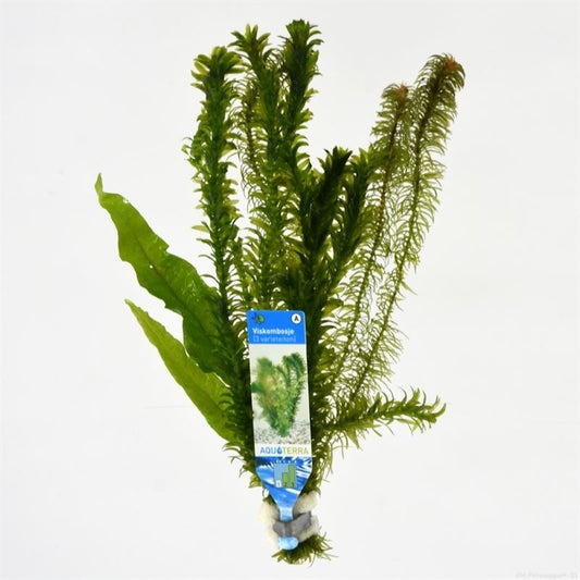 Aquarium plant mix 10cm 5cm Pot