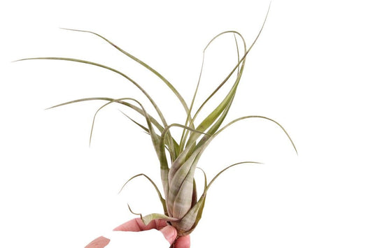 Tillandsia ionantha 20cm 998cm Pot