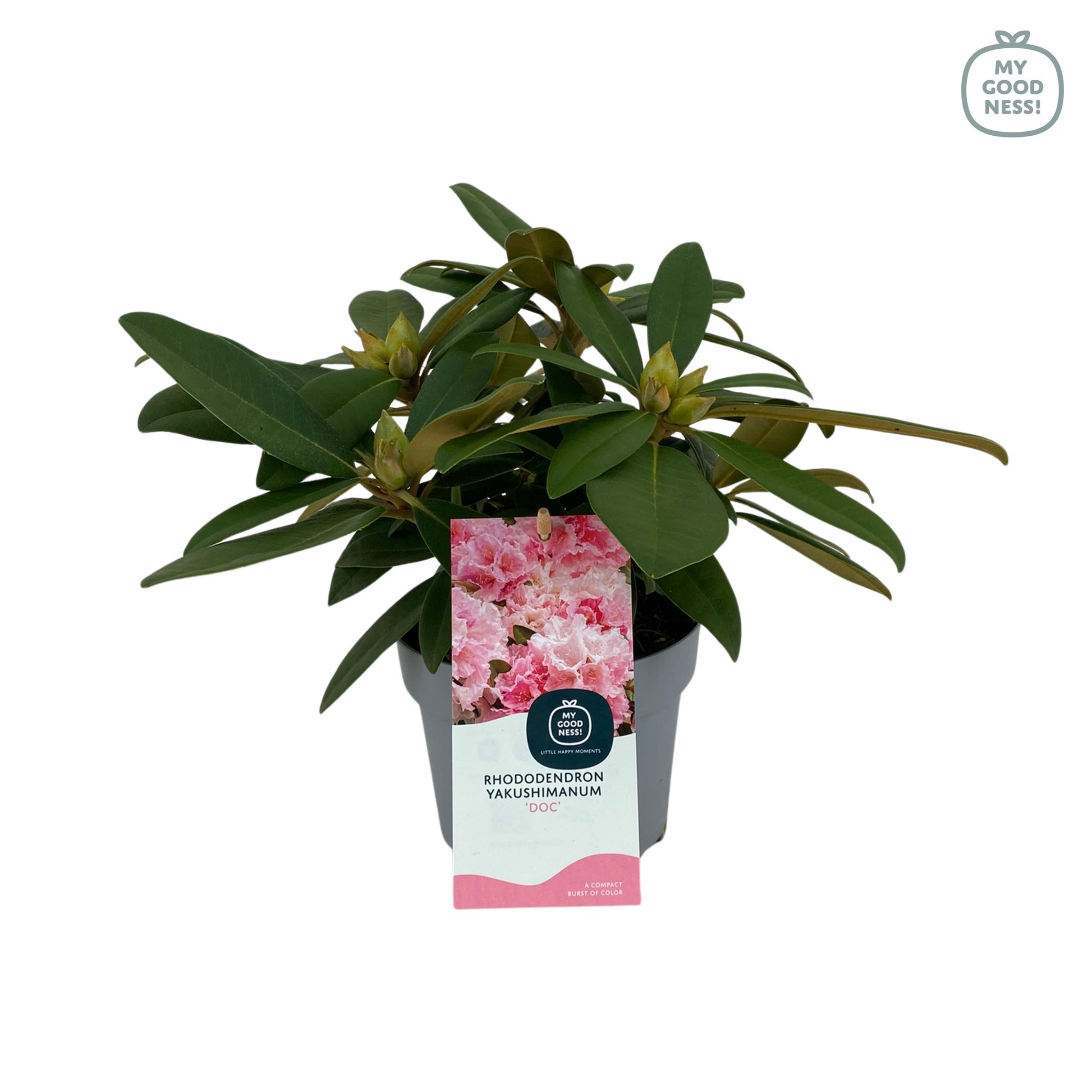 Leybaert BVBA Rhododendron Doc Pack of 1