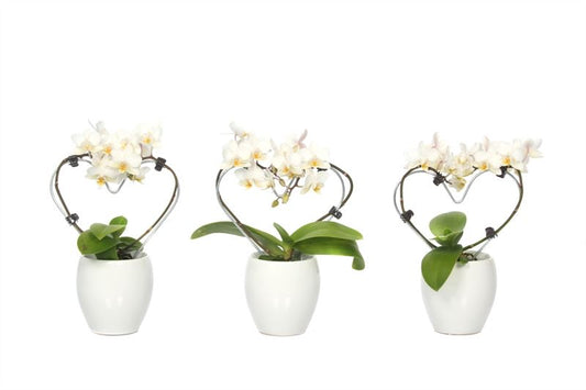 Phalaenopsis hybrid 17cm 6cm Pot