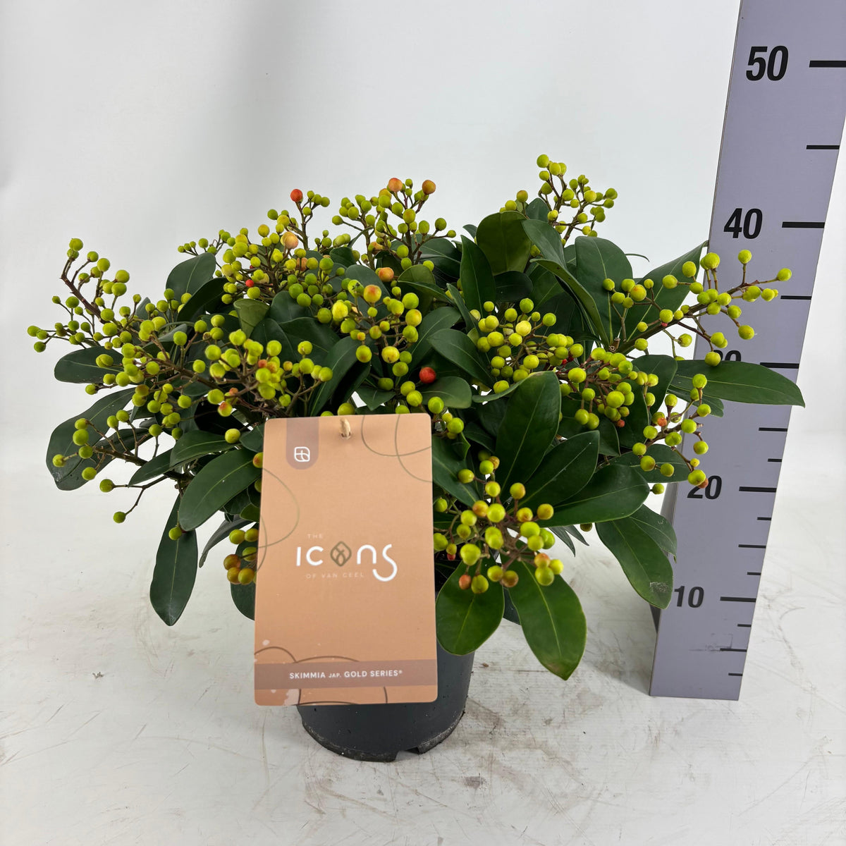 Skimmia japonica Beautiful 45cm 19cm Pot