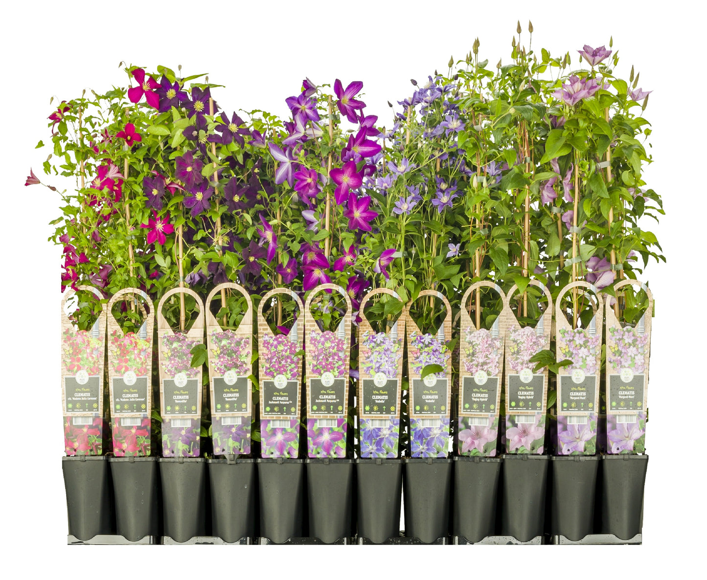 Clematis hybrid mix 90cm 17cm Pot