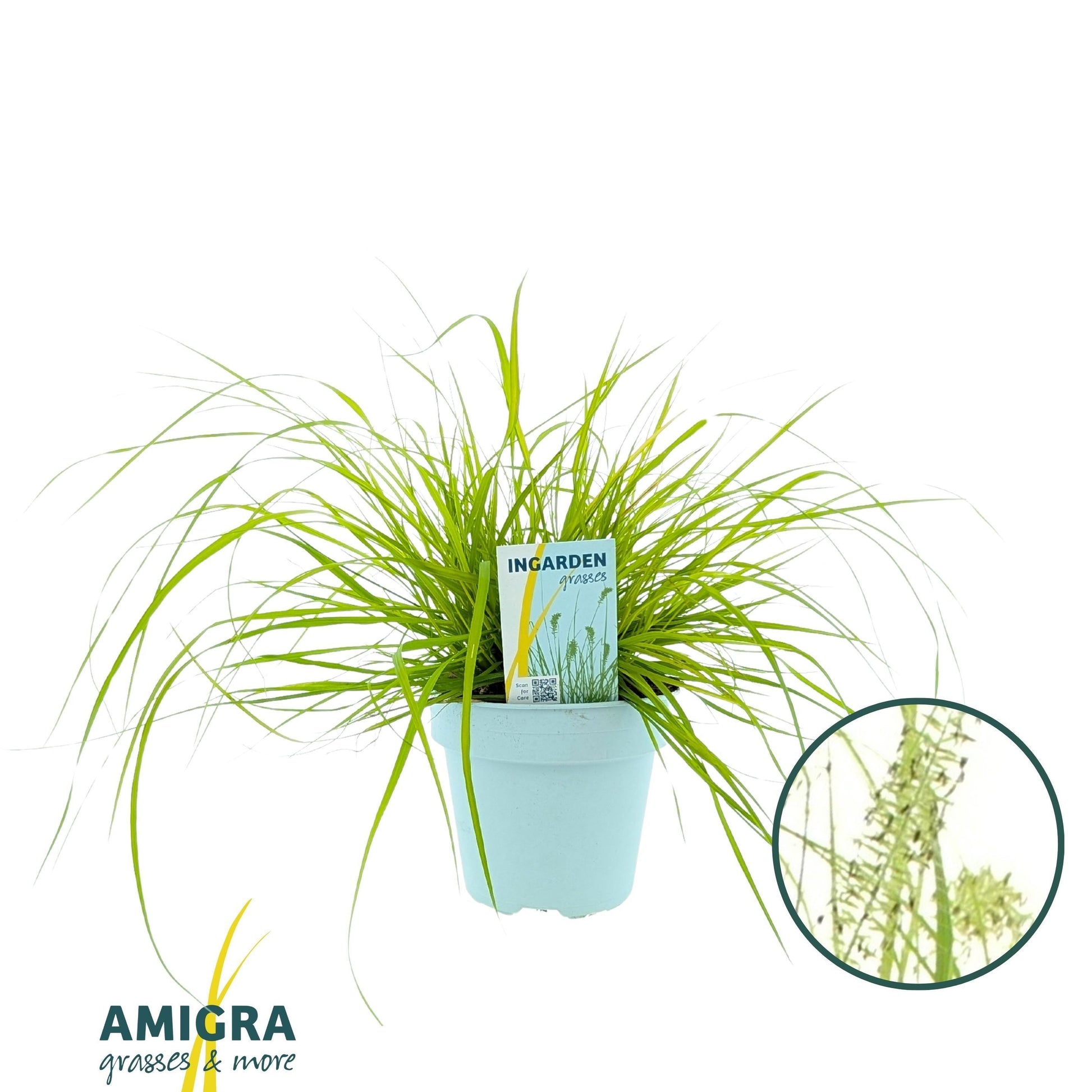 Pennisetum alo. Hameln Gold 40cm 15cm Pot