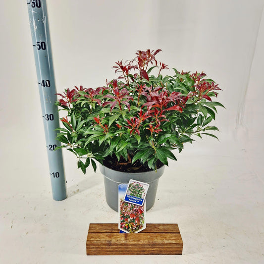 Pieris japonica Katsura 40cm 23cm Pot