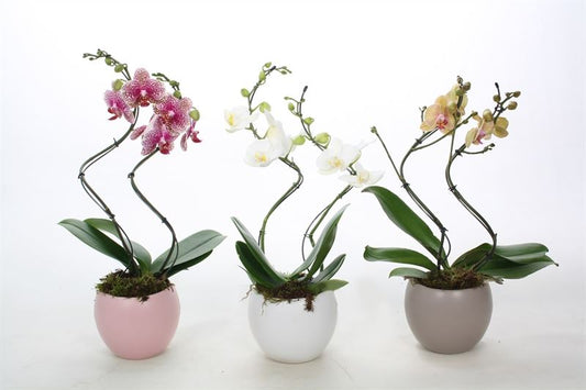 Phalaenopsis mix 55cm 12cm Pot