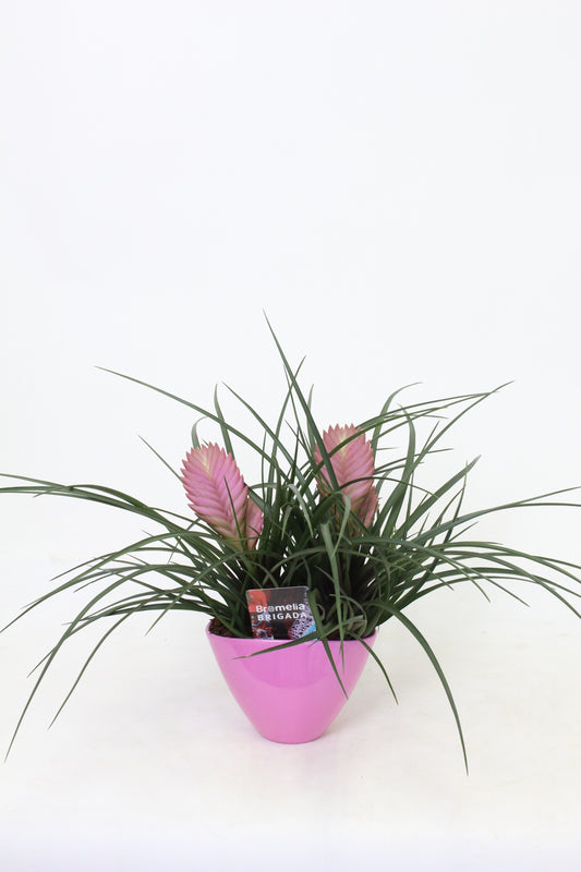 Tillandsia Anita 35cm 16cm Pot