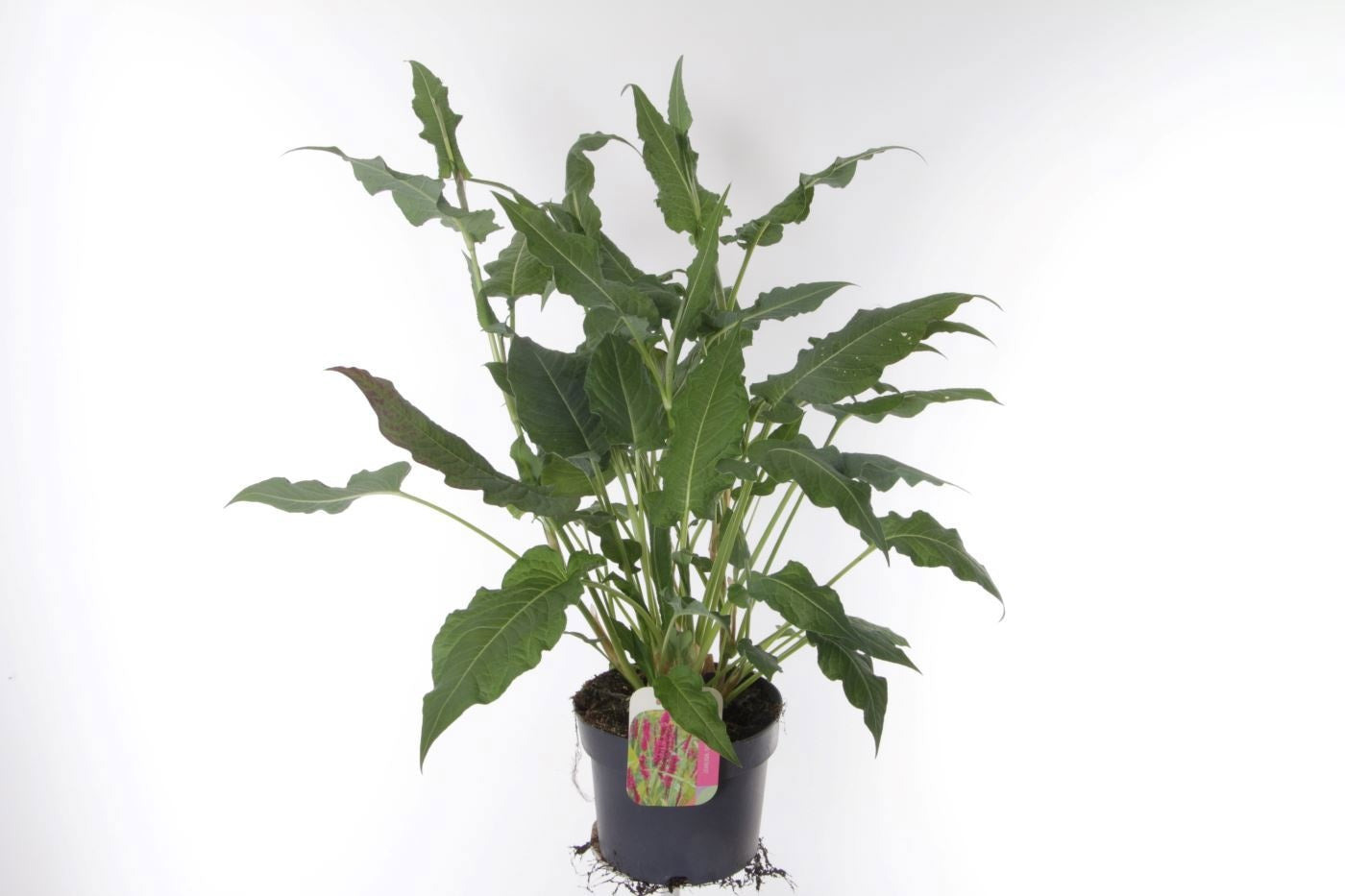 Persicaria amplexicaulis 65cm 17cm Pot