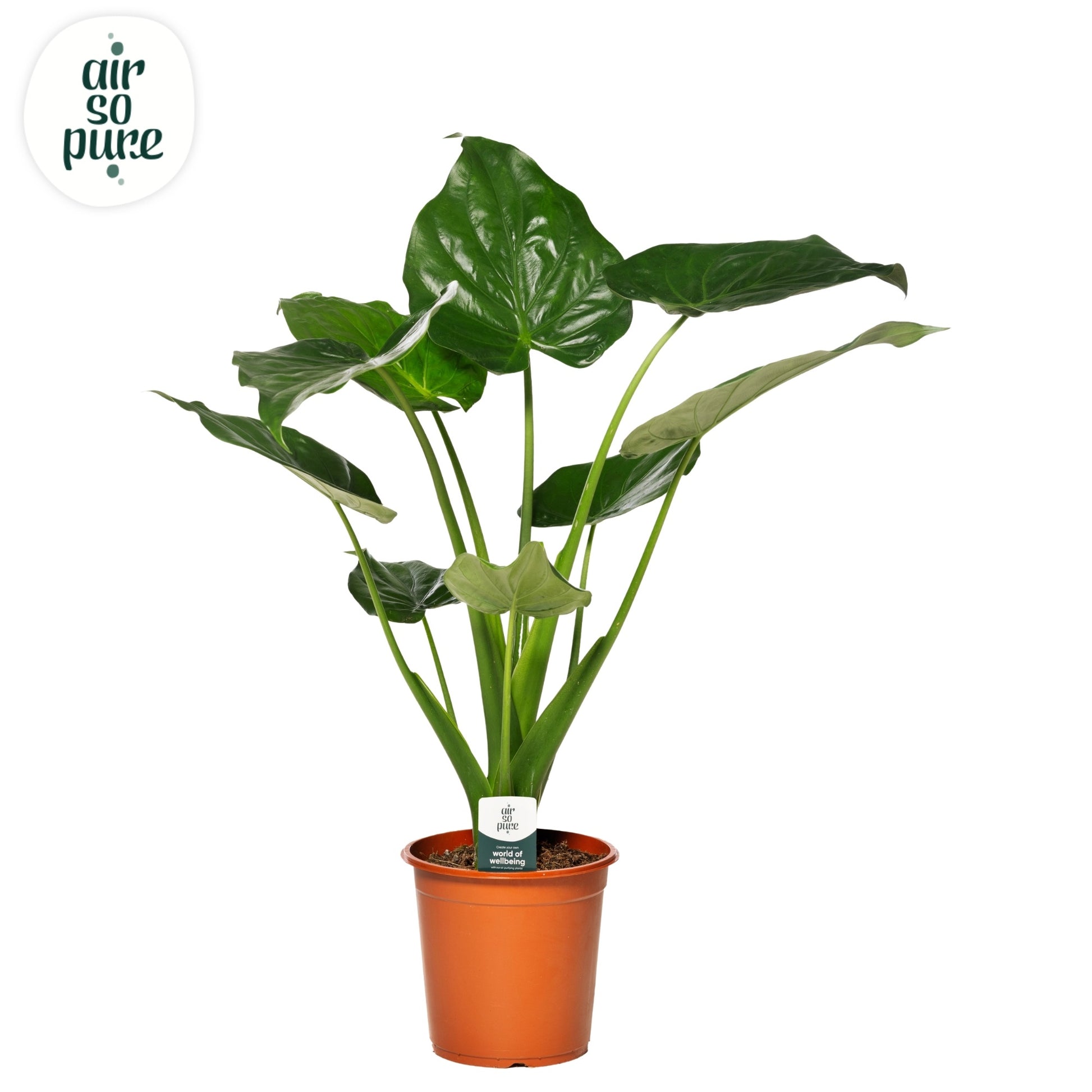 Alocasia cucullata 75cm 21cm Pot