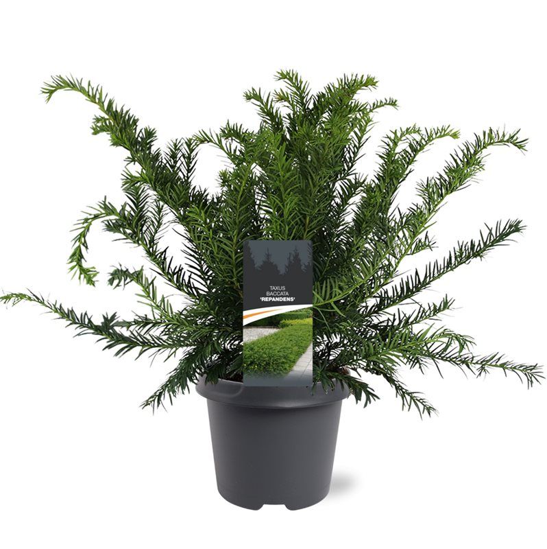 Taxus Repandens 40cm 23cm Pot