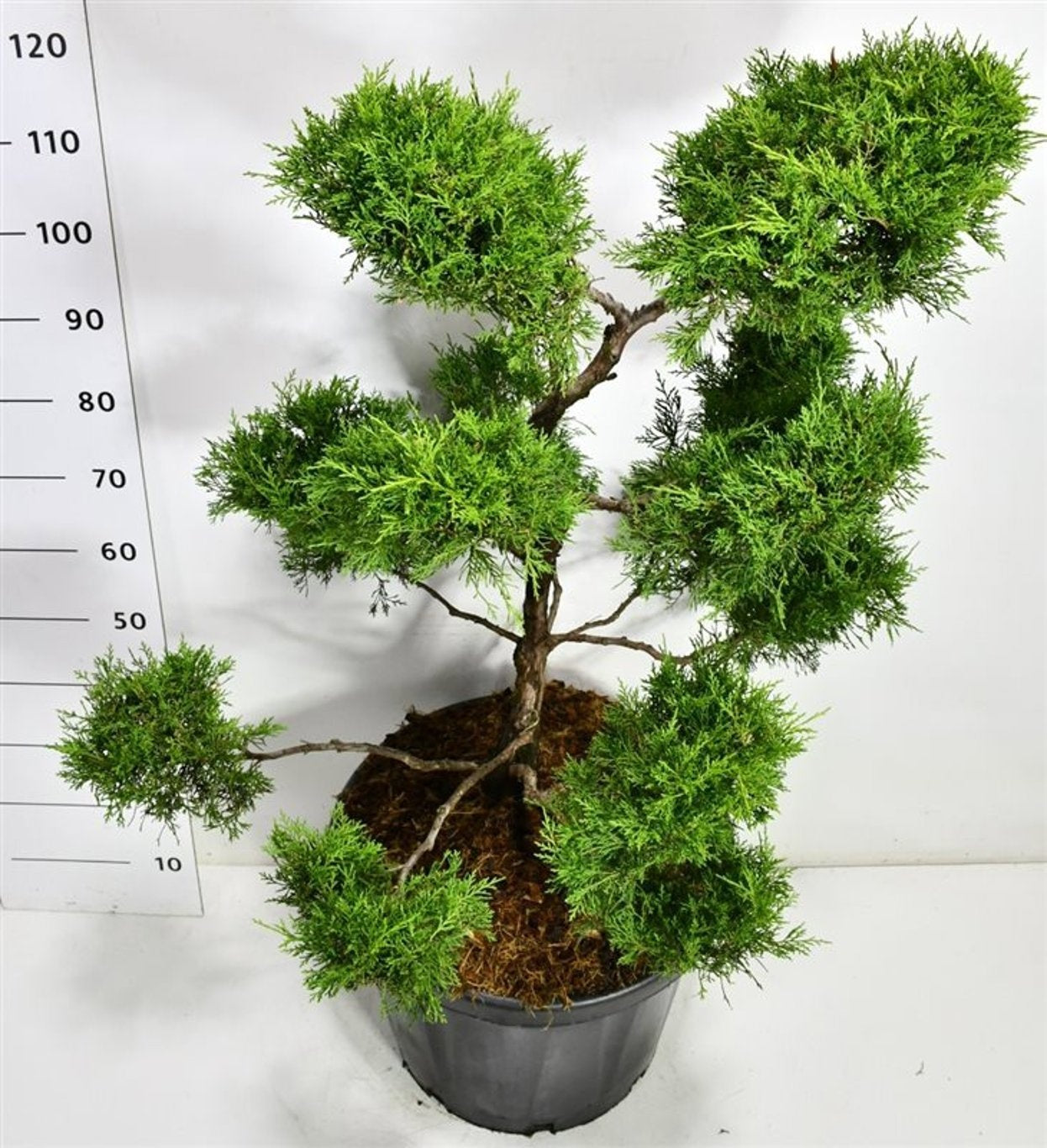 Bloemenkampen BV, Hkw. de Juniperus Old Gold Pack of 1