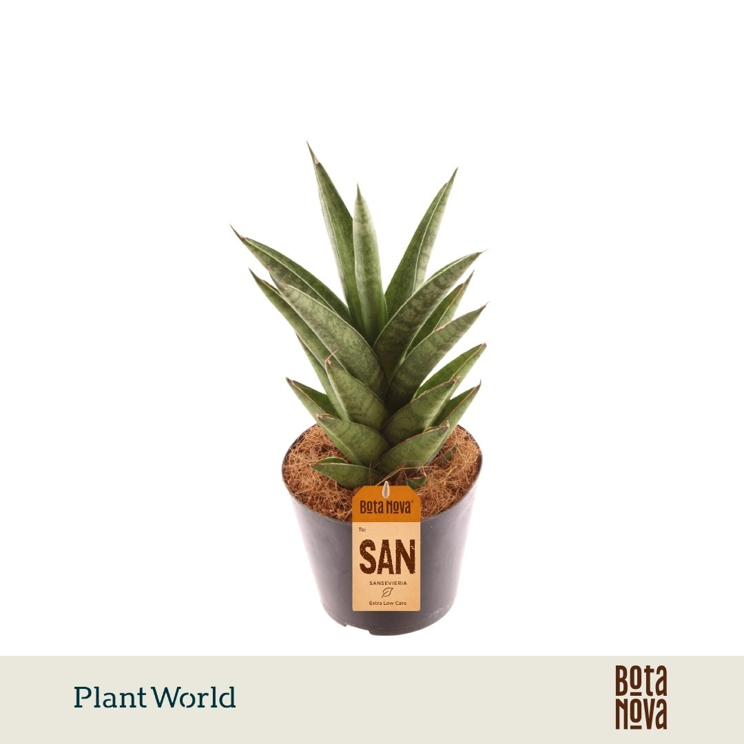 Sansevieria cylindrica 30cm 10.5cm Pot