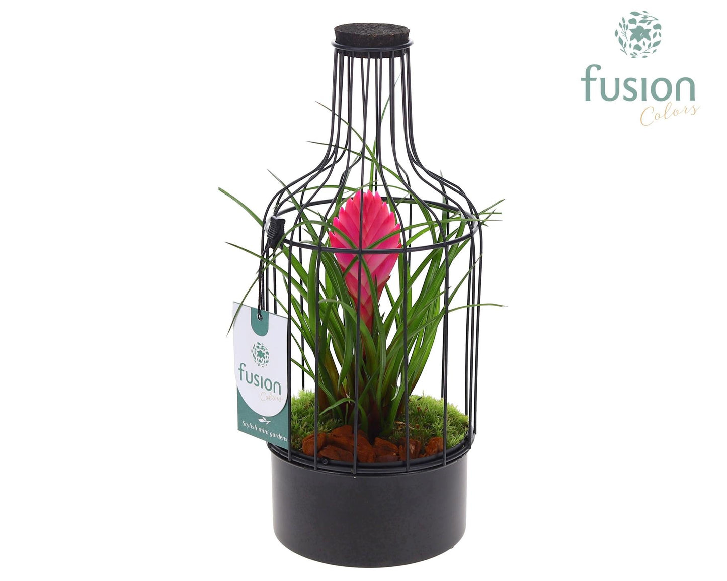 arr. Bromelia 29cm 13cm Pot