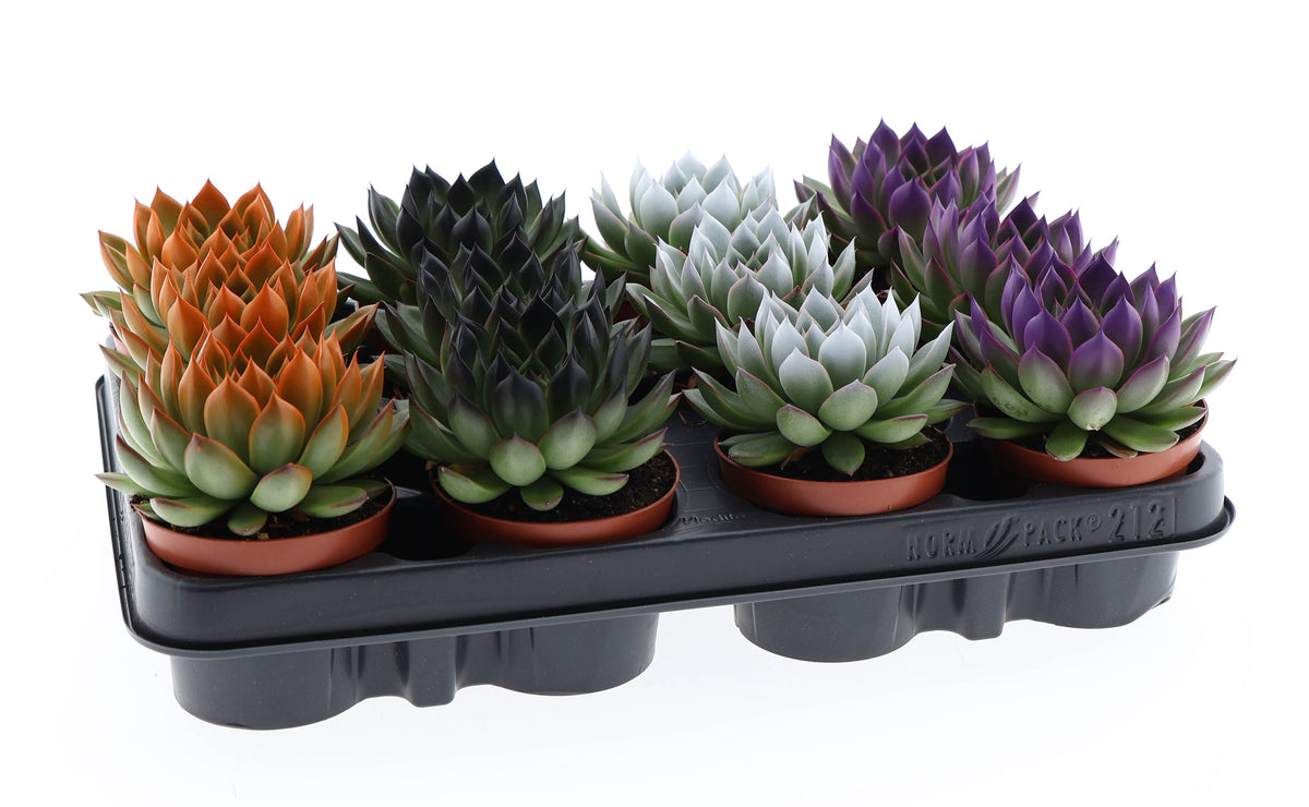 Halloween rainbow tips mix 10cm 8.5cm Pot