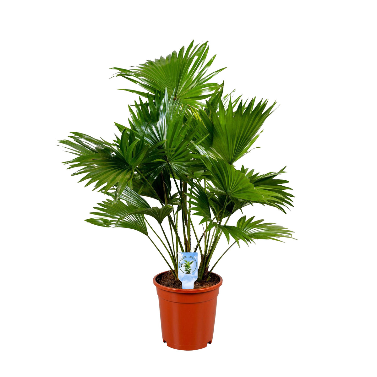 Livistona rotundifolia 65cm 17cm Pot